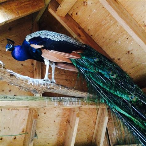 Francesca and Sharkey Meet Martha's New Peacocks | Martha Stewart