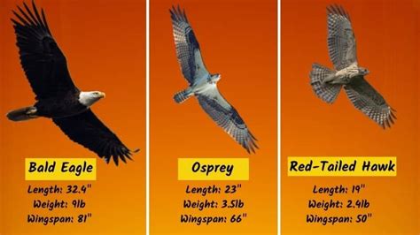 Red-Tailed Hawk Size: Size Compared To Human & Other Birds