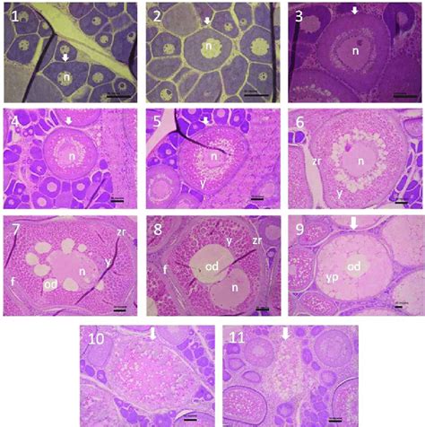 2. Different ovarian development phases showing different oocyte... | Download Scientific Diagram