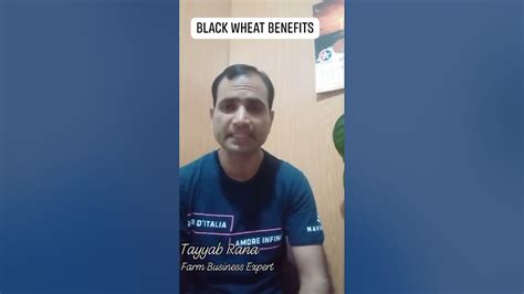 Black Wheat Benefits I kali Gandum kay faiday I Black Wheat Nutrition I Black Wheat Supplier ...