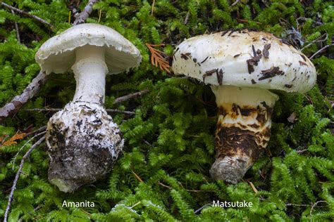 For Your Reference - Amanita vs Matsutake - Mushroom Hunting and Identification - Shroomery ...