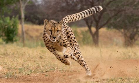 Cheetah Conservation Fund Establishes a Foundation in The Netherlands ...