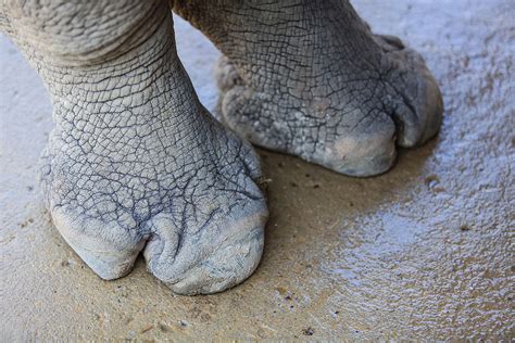 13 Extremely Weird Animal Feet | Live Science