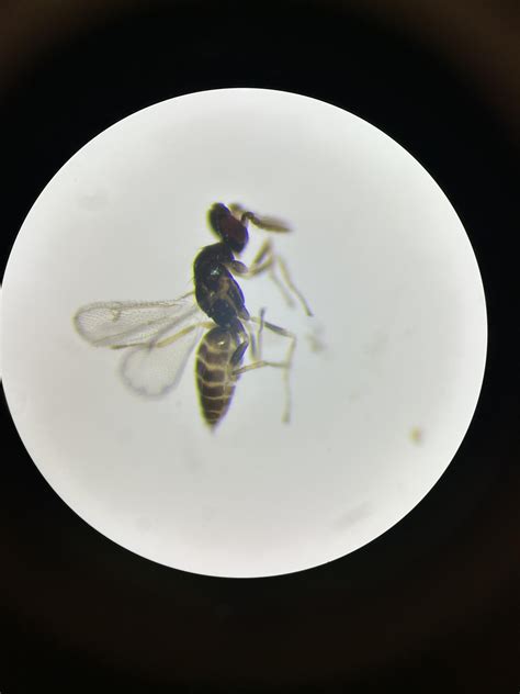 Parasitoid wasp ID help : r/Entomology