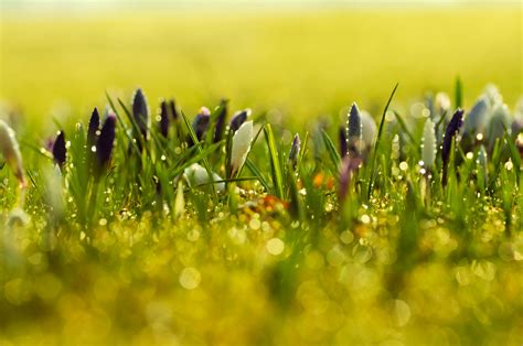 Spring Flowers Background Free Stock Photo - Public Domain Pictures