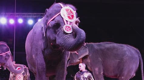 Moolah Shrine Circus retires its elephants after 80 years | ksdk.com