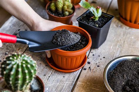 The 7 Best Potting Soils