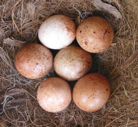 Eggs | Eggs from the nest of a Southeastern American Kestrel… | Flickr