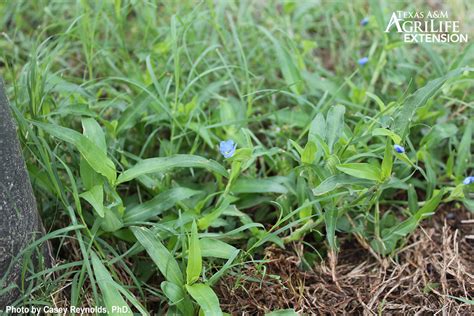 Common Dayflower - AggieTurf