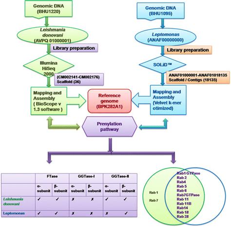 1: Data mining of the prenylation pathway from the genomes of L ...