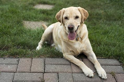 Mastitis in Dogs - Symptoms and Treatment