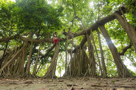 500-year-old banyan tree in Bangladesh attracts children - Global Times