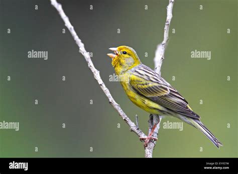 Singing Canary High Resolution Stock Photography and Images - Alamy