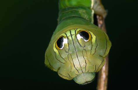 Dead-leaf Moth Caterpillar Eye Spots Photograph by Ingo Arndt