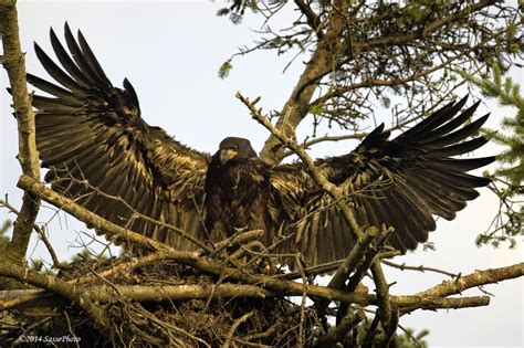 Eagles and Nature with chris7: Nest Cam Round-up: White Rock, Africam Black Eagle, White-bellied ...