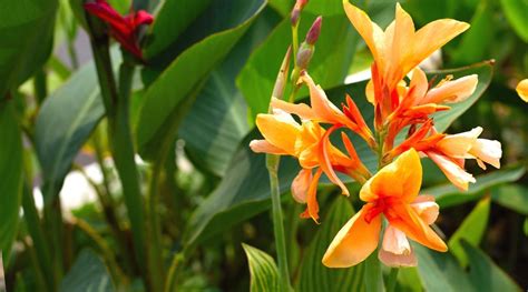 Canna Lily Varieties: 33 Different Types of Canna Lilies