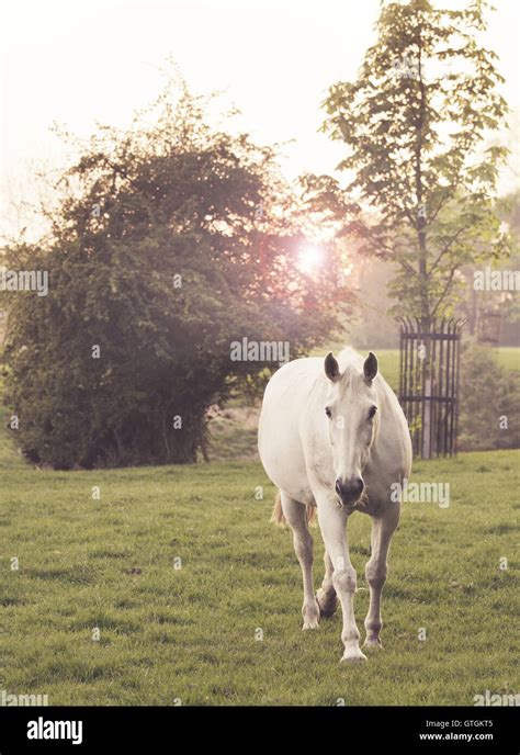 White horse walking in the sunset Stock Photo - Alamy