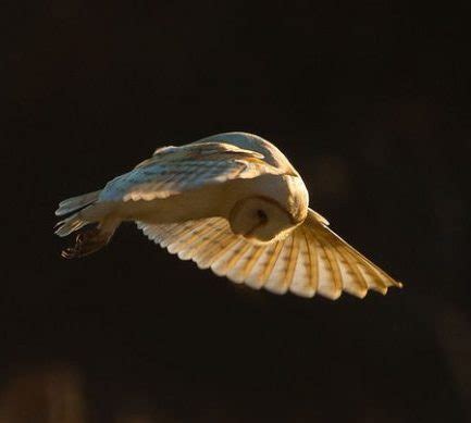 British Barn Owl - Owl Rescue