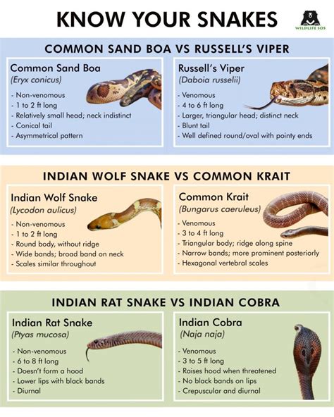 Poisonous Snake Species: Unveiling the Mysteries of Earth"s Most Venomous Inhabitants