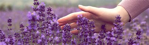 10 Reasons to Love Lavender – Pure Haven