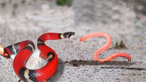 Worm Snake Vs - All Worms