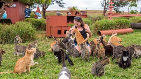 Lanai Cat Sanctuary celebrates 10th anniversary | KHON2