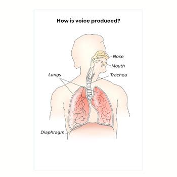 Muscle Tension Dysphonia Handout Voice Disorders What is Dysphonia