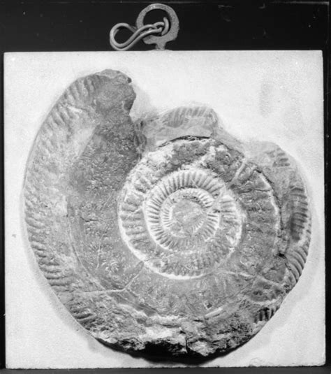 A mounted ammonite fossil