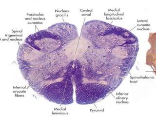 Medulla Oblongata Histology