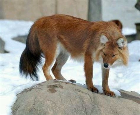 The dhole (Cuon alpinus), also called the Asiatic wild dog or Indian wild dog, is a species of ...