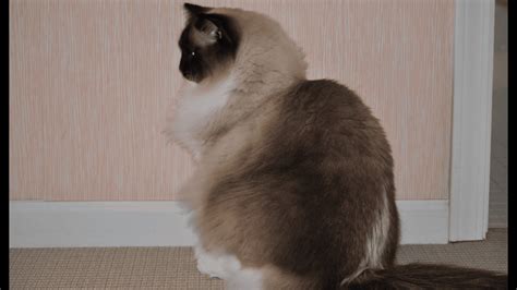 Seal Point Ragdoll Cats: Mitted, Colorpoint, Bicolor, Lynx Seal Ragdolls