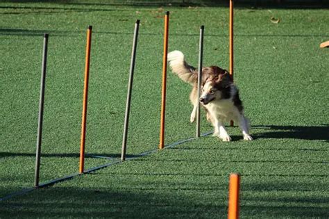 Dog Agility Weave Poles | Best Equipment, Spacing & Training - Doggie Sport