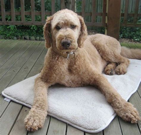 Tan standard labradoodle short haircut for summer | Labradoodle haircut, Labradoodle grooming ...