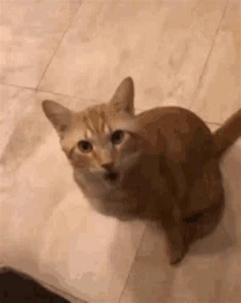 Oh No Cat GIF - OhNo Cat Shocked - Discover & Share GIFs