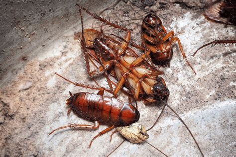 Cockroach Infestation 4 Signs | Ultimate Pest Control