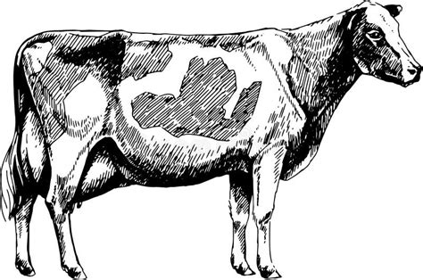 Cow Holstein Breed, Vector Graphic Illustration Stock Illustration ...