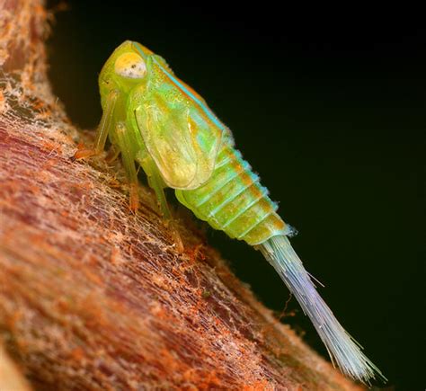 My New Obsession: Leafhopper Nymphs | Featured Creature