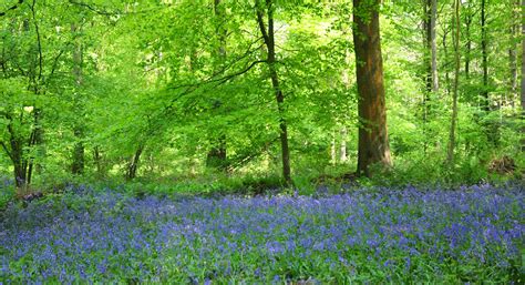 Hampshire Unpacked: Bluebell Woods | Travel Unpacked