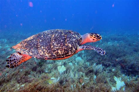 the best diving in cancun