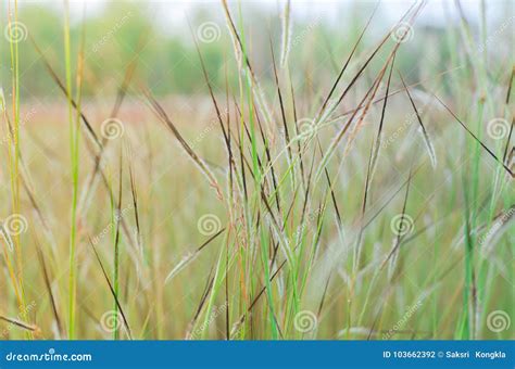 Wild Field of Grass on Sunset, Soft Sun Raysw Arm Stock Photo - Image ...