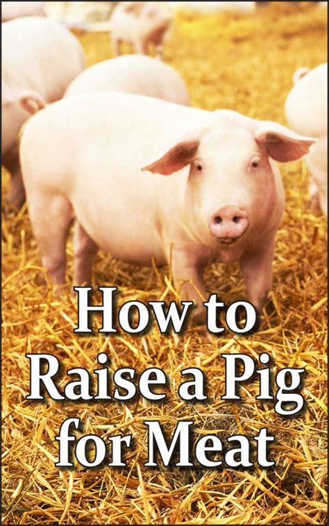 Raise a Pig for Meat | Raising pigs, Raising farm animals, Pig