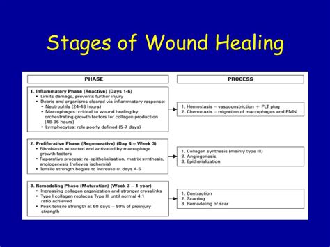 Surgical Wound Healing Stages