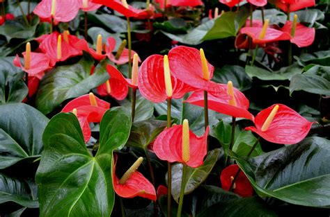 Rare Anthurium Varieties