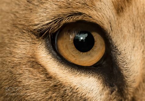 Lion Eye Closeup by Henrik Vind / 500px