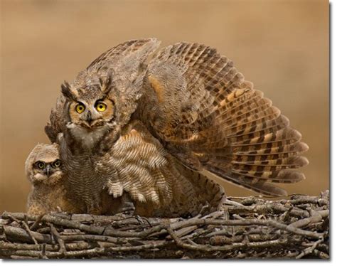 Great Horned Owl Predators – What Eats a Great Horned Owl? - Great ...