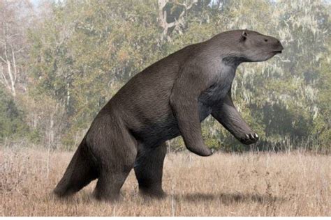 Megatherium: The Giant Sloth Said To Still Roam The Amazon