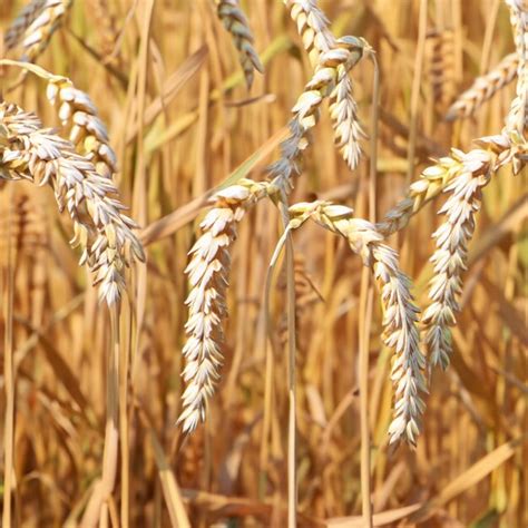 Premium Photo | Wheat harvest