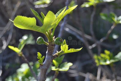 The fig tree in spring stock image. Image of tree, afternoon - 124775241