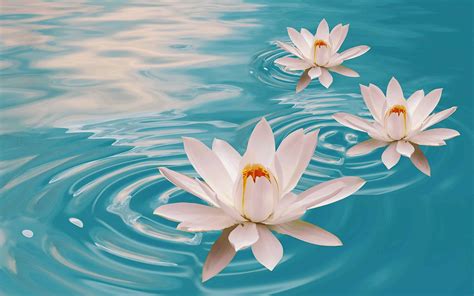 🔥 [44+] Lotus Wallpapers for Desktop | WallpaperSafari