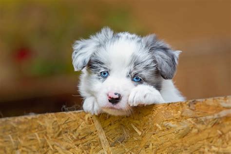 Can Border Collies Have Blue Eyes? (Facts, Pictures & FAQs)